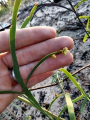Hibbertia complanata