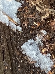 Ceratiomyxa fruticulosa fruticulosa