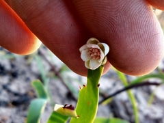 Hibbertia complanata