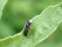 Hylaeus hyalinatus