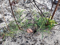 Hibbertia complanata