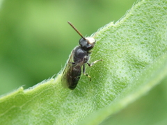 Hylaeus hyalinatus