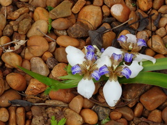 Trimezia gracilis