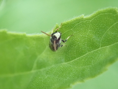 Hylaeus hyalinatus