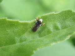 Hylaeus hyalinatus