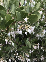 Arctostaphylos