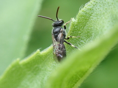 Hylaeus hyalinatus