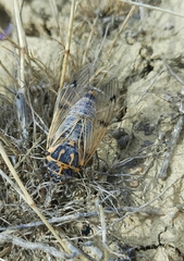 Cicadatra querula