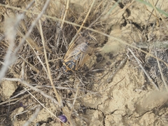 Cicadatra querula