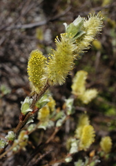 Salix lanata