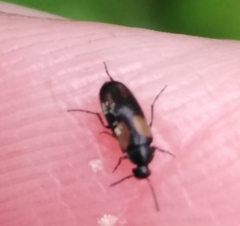 Anaspis fasciata