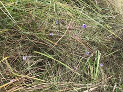 Psoralea abbottii