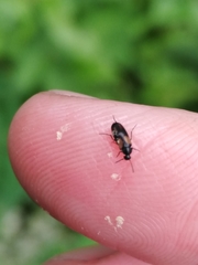 Anaspis fasciata