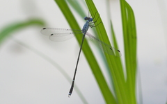Lestes dorothea