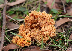 Ramaria capitata