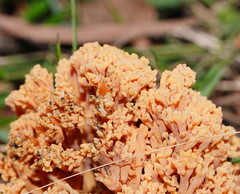 Ramaria capitata