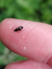 Anaspis fasciata