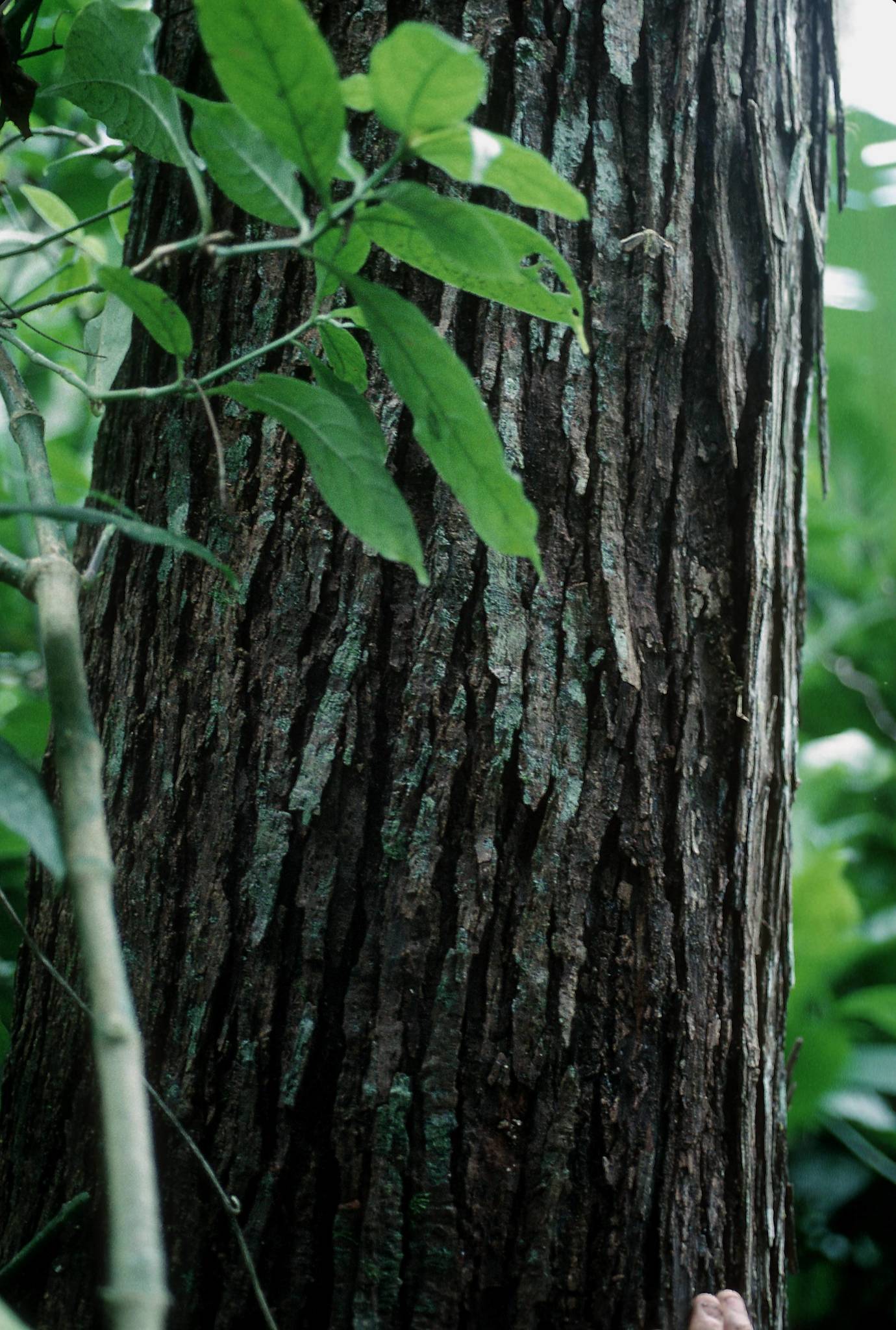 Juglans jamaicensis