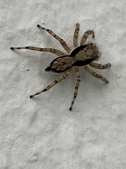 Menemerus bivittatus