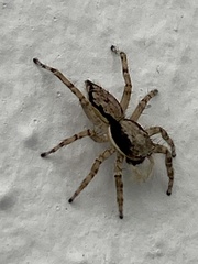 Menemerus bivittatus