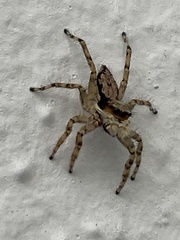 Menemerus bivittatus