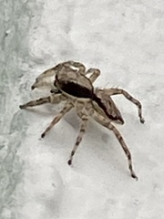 Menemerus bivittatus