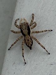 Menemerus bivittatus