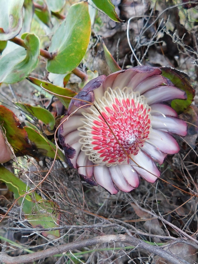 Protea sect. Hypocephalae