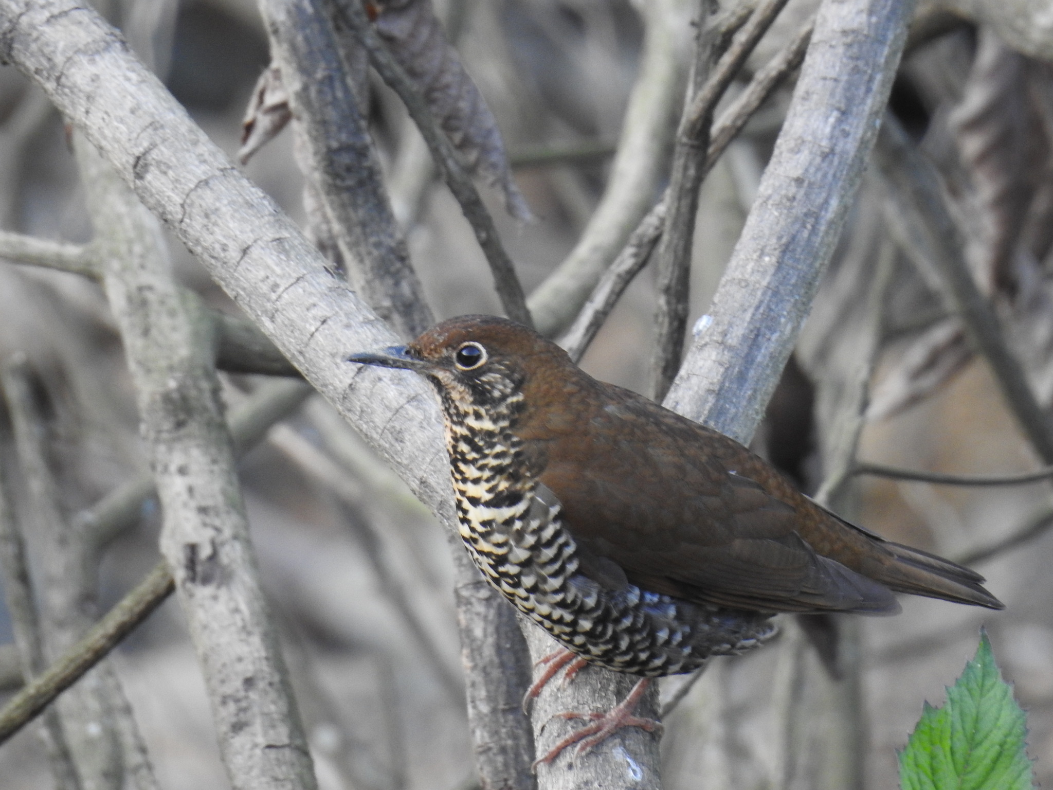 Himalayan Thrush (Zoothera salimalii)