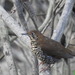 Himalayan Thrush - Photo (c) Aparajita Datta, some rights reserved (CC BY-SA)