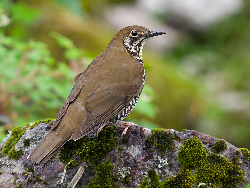 Himalayan Thrush photo