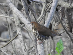 Himalayan Thrush photo 3