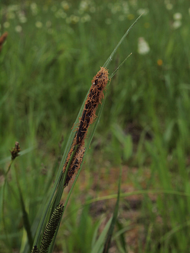 Carex aquatilis var. aquatilis