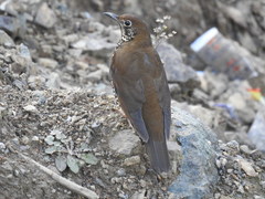 Himalayan Thrush photo 4