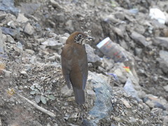 Himalayan Thrush photo 5