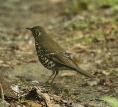 Long-Tailed Thrush photo 4