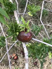 Aesculus californica