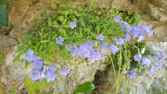 Campanula cochleariifolia