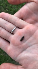 Hemicrepidius hirtus