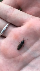 Hemicrepidius hirtus