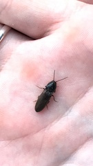 Hemicrepidius hirtus