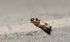 Epinotia thapsiana