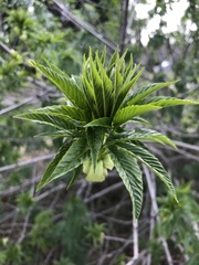Aesculus californica