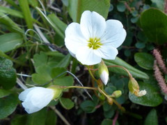 Montia bostockii