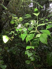 Tarenna gracilipes
