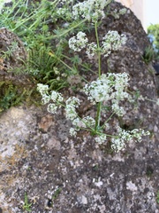 Galium album