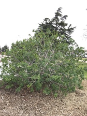 Aesculus californica