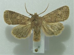 Orthosia cerasi