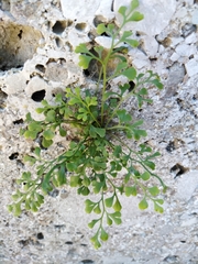 Asplenium ruta-muraria