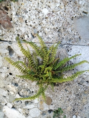 Asplenium trichomanes